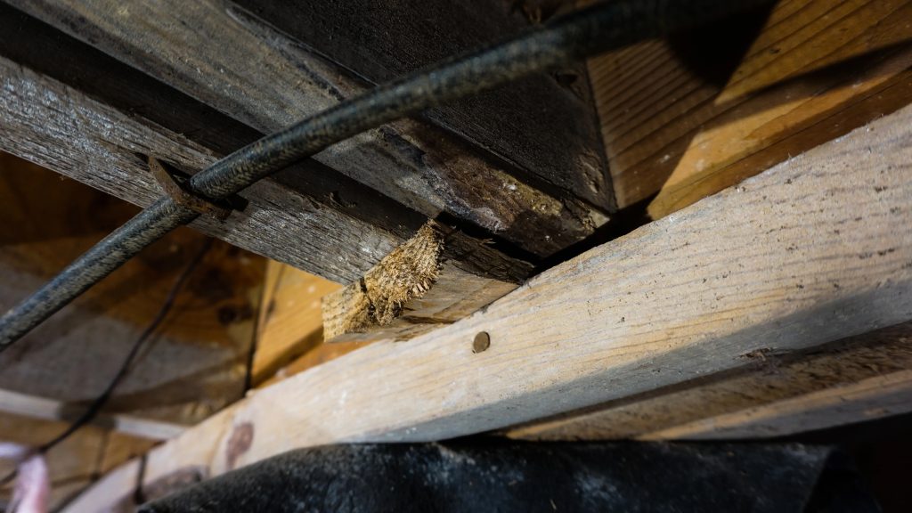 crawl space wood rot picture